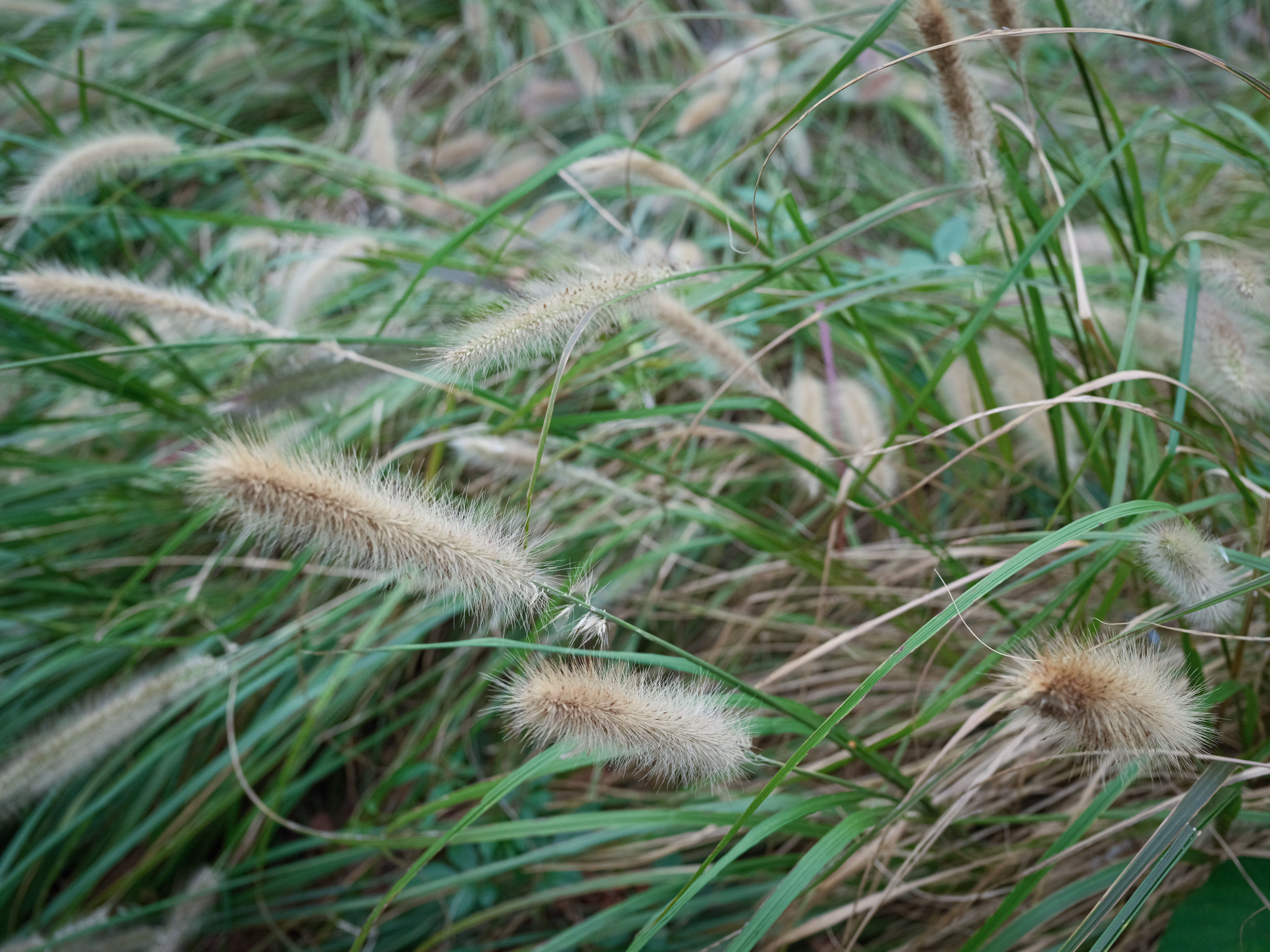 LR-DSCF0949.jpg